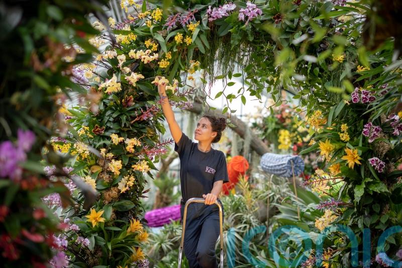 10 things you didn’t know about orchids