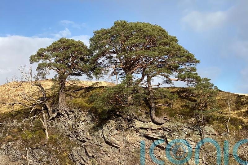 Project aims to find and save Scotland’s ‘lost’ ancient pinewoods