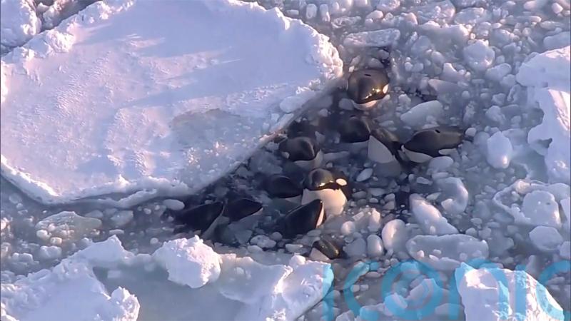 Pod of killer whales trapped in drift ice off northern Japan ‘escapes safely’