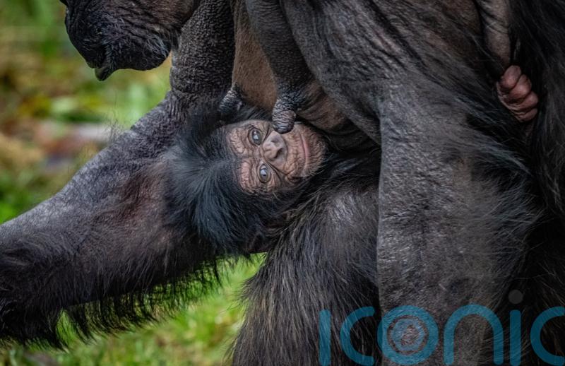 Chester Zoo celebrates birth of rare chimpanzee