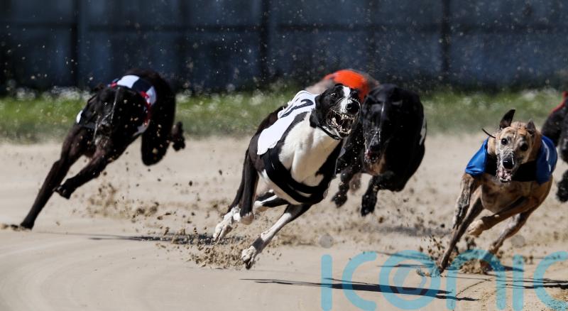 MSP launches consultation on greyhound racing ban
