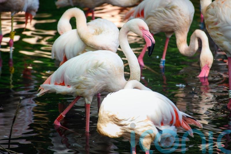 Berlin Zoo mourns oldest resident Ingo the Flamingo