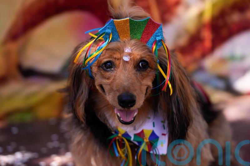 Dogs in costumes parade in Rio de Janeiro as pet lovers kick off Carnival