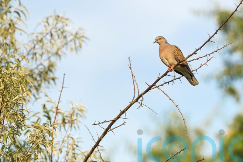 Migratory species face rising extinction risk from human activity – UN report