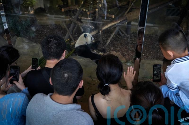Man banned from panda park for life for throwing ‘objects’ into enclosure