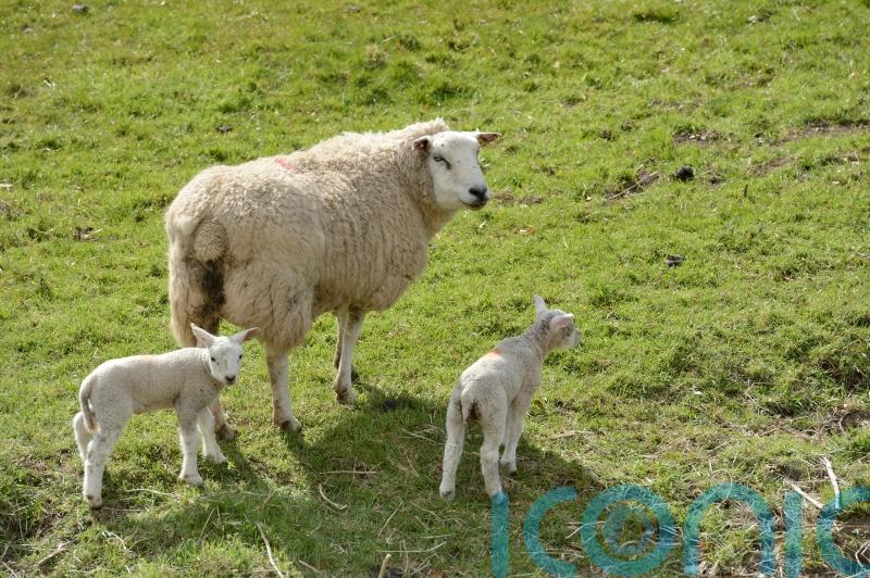 Badgers not to blame for killing lambs on farms, research suggests