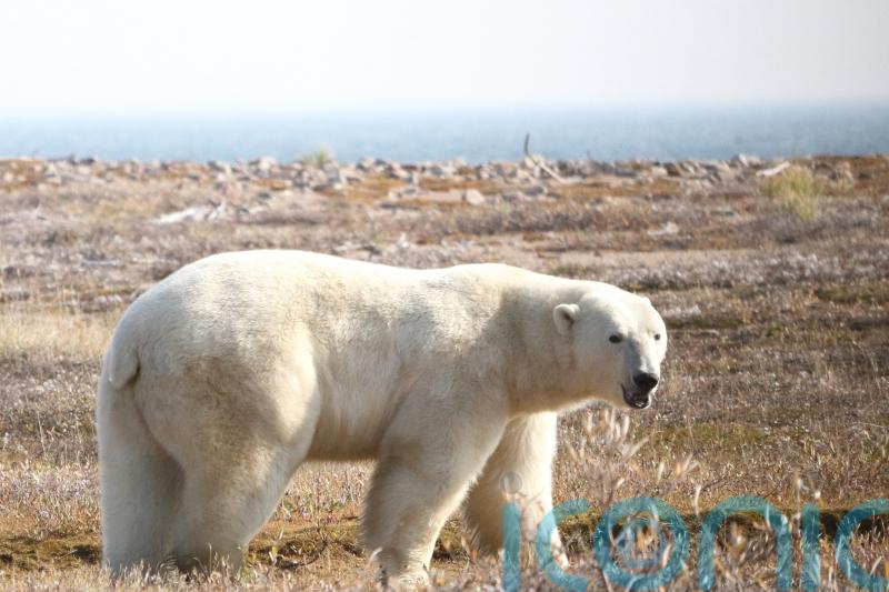 Polar bears face starvation risk in longer ice-free periods in Arctic – study
