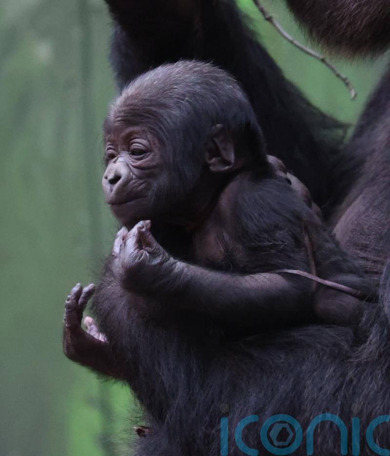 London Zoo ‘over the moon’ to welcome second critically endangered baby gorilla