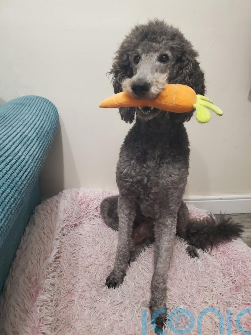 Poodle to be third-time dad on Valentine’s Day after unsuccessful love life