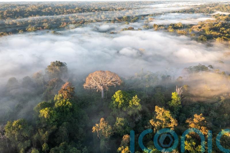 Pressures on Amazon rainforest could lead to large-scale collapse, study warns
