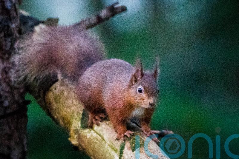 Secret to why grey squirrels outcompete reds may lie in gut bacteria – study