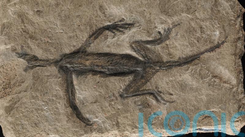 Remains of ancient reptile found in Italian alps are mostly fake, scientists say