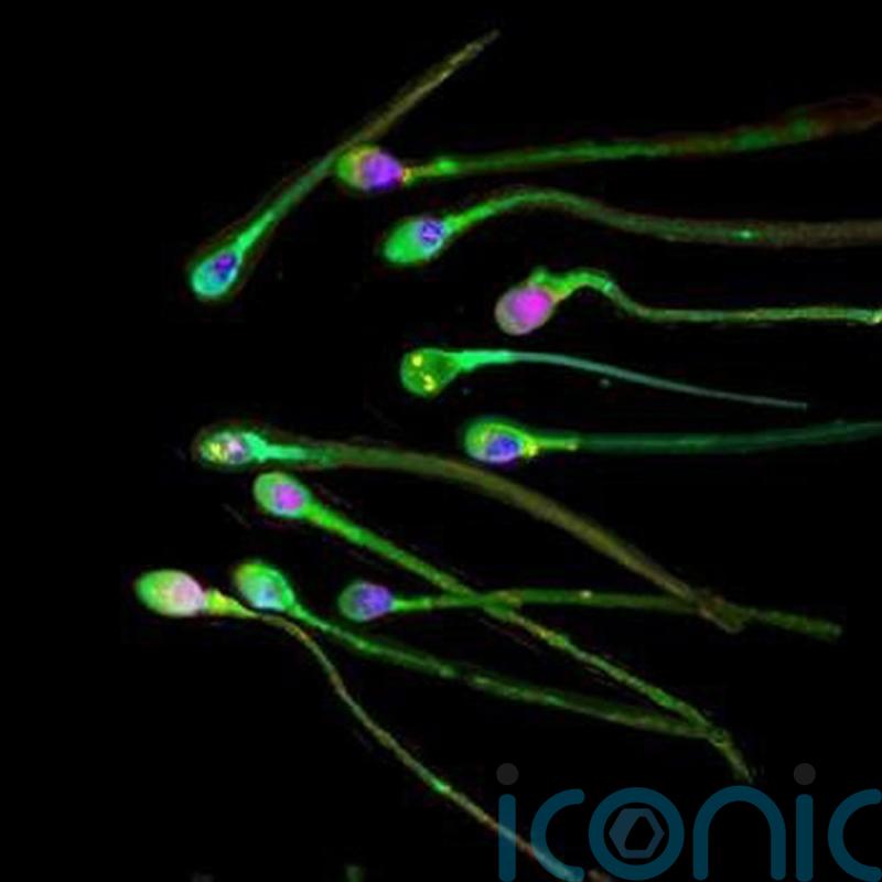 New research discovers sluggish sperm can be boosted by ultrasound waves