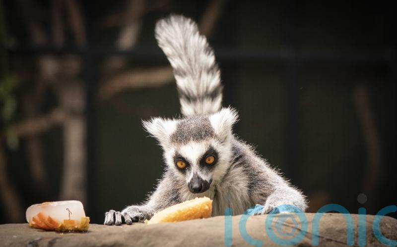 More than 2,700 dangerous wild animals privately owned, figures show