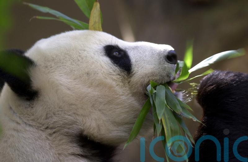 China plans to send San Diego Zoo more pandas, reigniting panda diplomacy