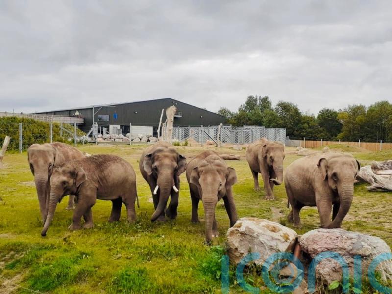 Blackpool Zoo collecting glittery female elephant poo to determine pregnancy