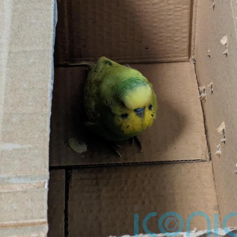 Bird named Budge Lightyear after it was found at space centre looking for owner