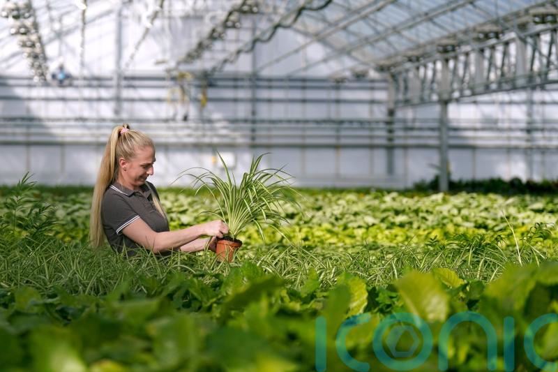 Demand for houseplants has continued to soar since lockdown, says UK supermarket