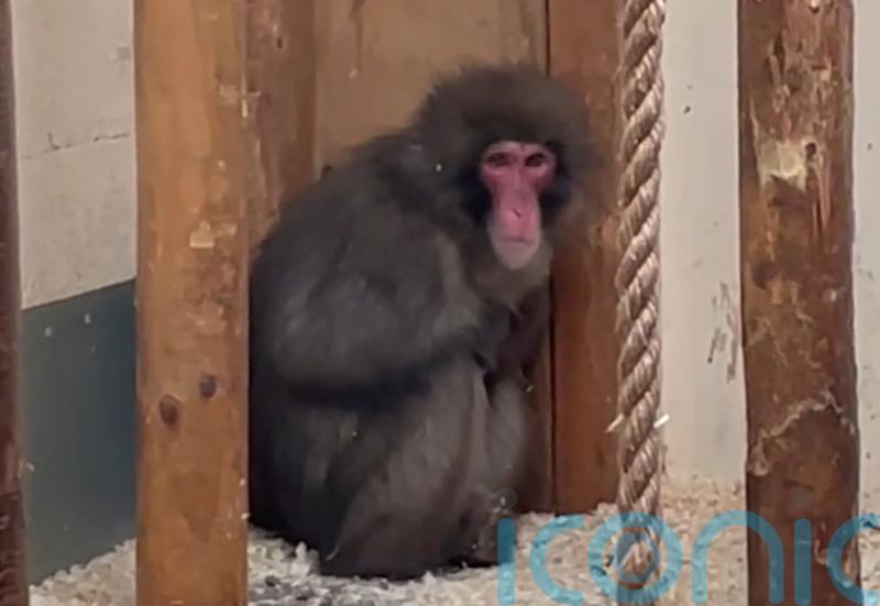 Monkey moving to city zoo following escape from wildlife park