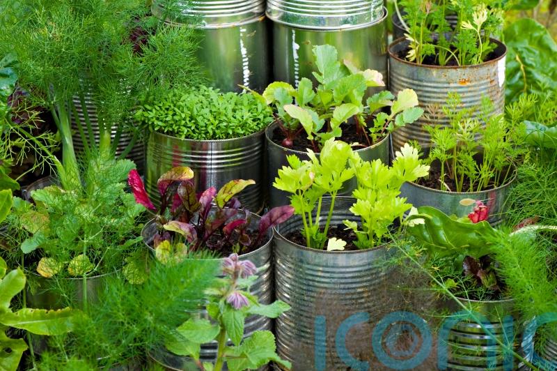 5 unusual herbs to grow that you won’t find in the supermarket