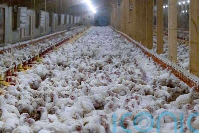 Co-op chairwoman faces Packham-led membership call to ditch ‘Frankenchickens’