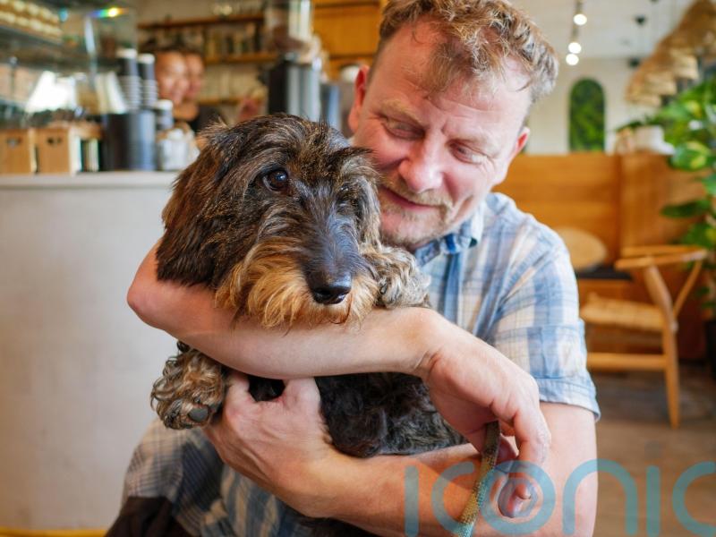 Dog thefts on the rise – how to prevent your pooch being pinched