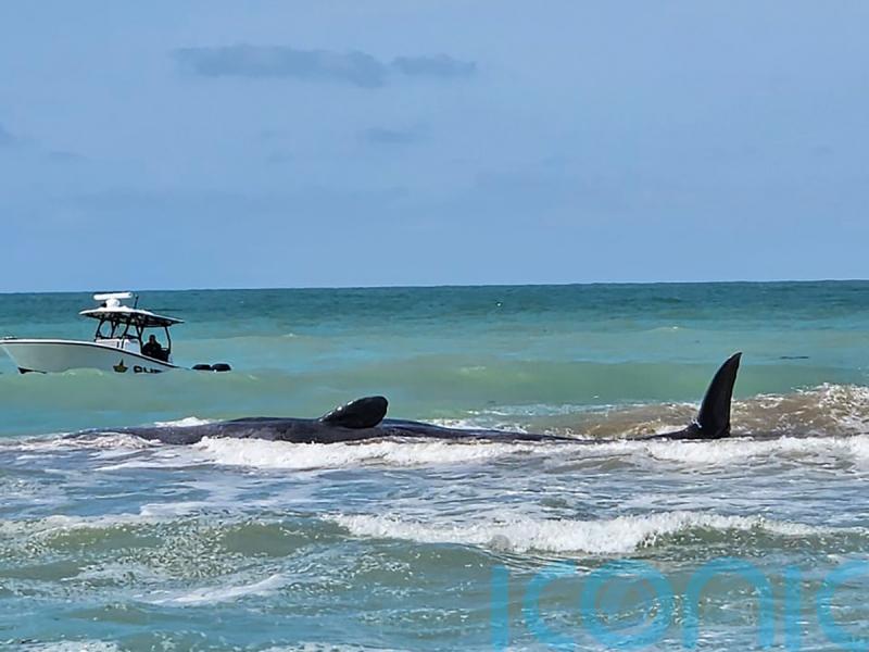 Experts work to free 70ft sperm whale stranded on sandbar