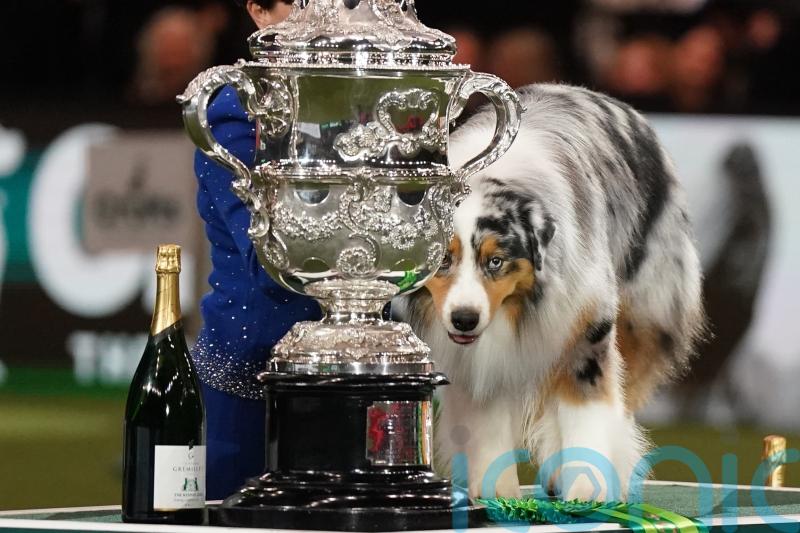 Australian shepherd named Viking crowned best in show at Crufts