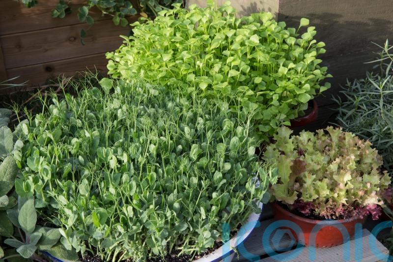 6 quick-growing crops for impatient gardeners