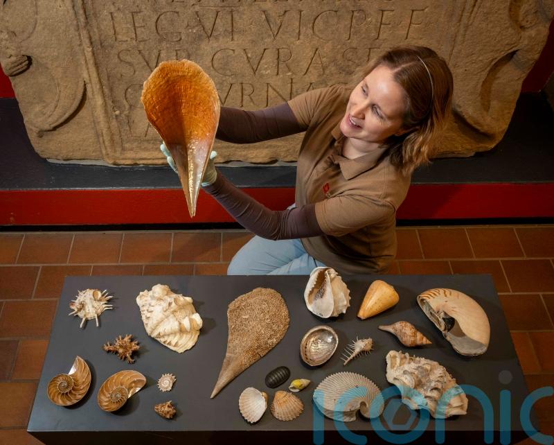 Shells from Captain Cook’s third voyage ‘lost for 40 years’ are saved from skip