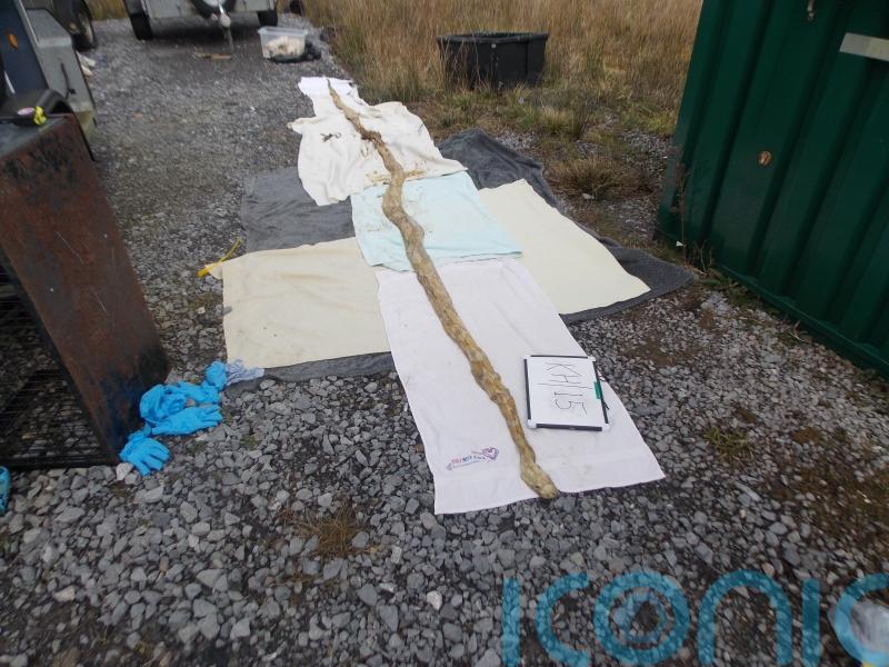 17ft snake among dozens dumped at roadside
