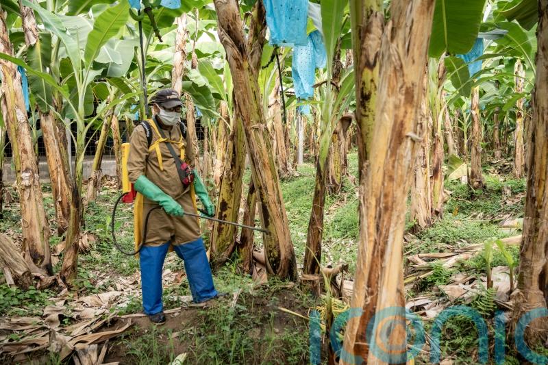 Banana farmers face existential risk from costs and climate change, forum hears