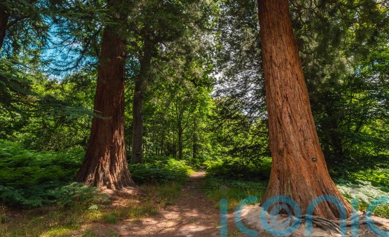 Analysis to ‘weigh’ giant sequoias shows they are well adapted to growing in UK