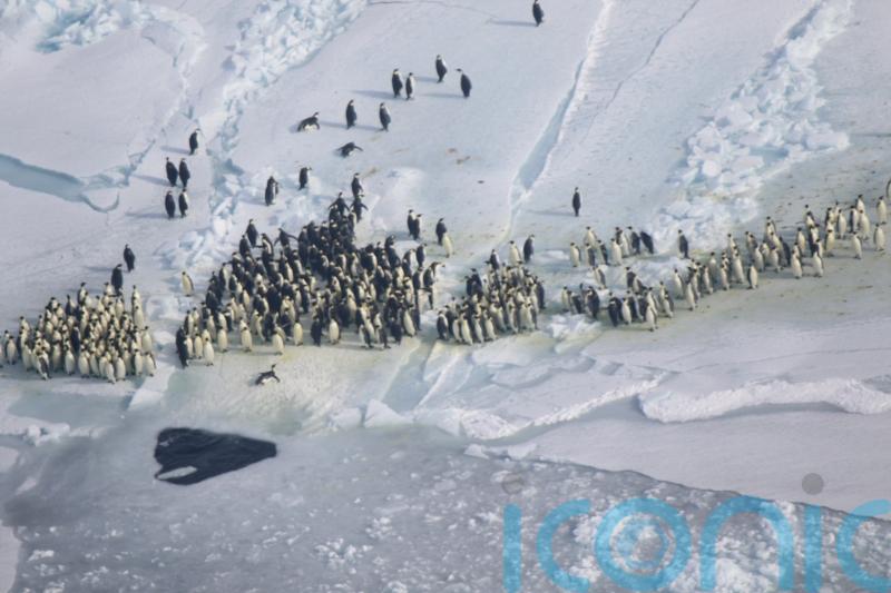 Scientists see 9.6% drop in emperor penguin populations in just under a decade