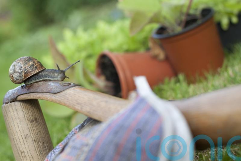 Make friends with slugs and snails, gardeners urged