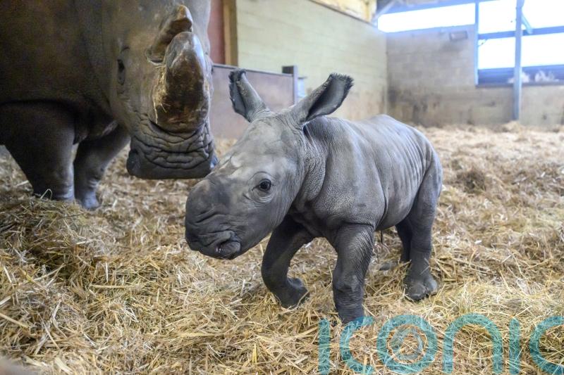 Baby rhino charges into world after quick four-minute labour at Bedfordshire zoo