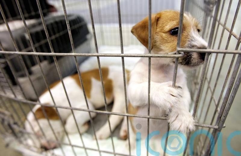 Proposals to crack down on puppy smuggling clear first Commons hurdle