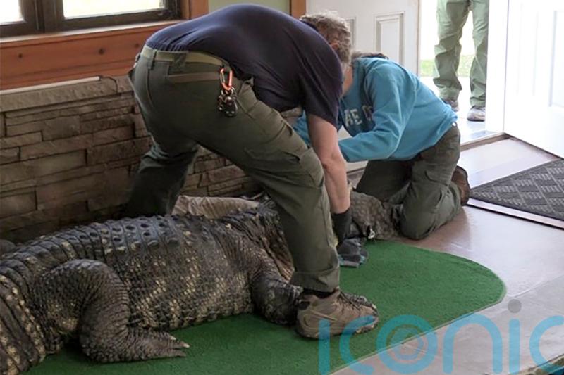 Authorities seize ailing alligator kept illegally in US swimming pool