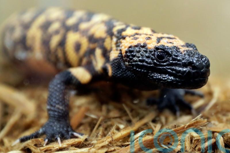 US man ‘died from pet Gila monster’s venomous bite’