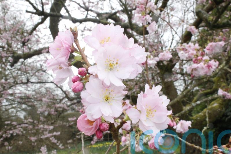 Early spring has slowed, National Trust says as it launches blossom campaign