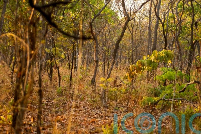 UK pledges £6m to back ‘climate-smart’ farming in Zambia and curb deforestation