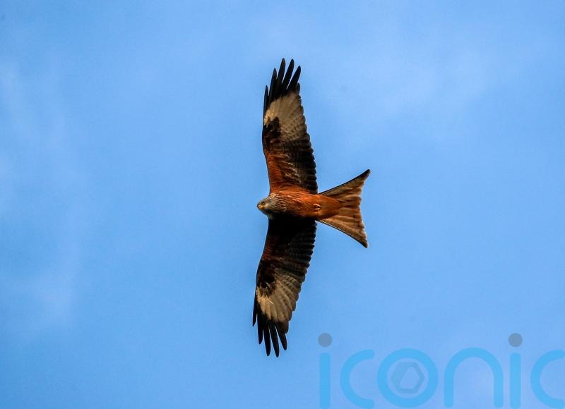More onshore wind farms in Wales unlikely to halt red kite recovery – study