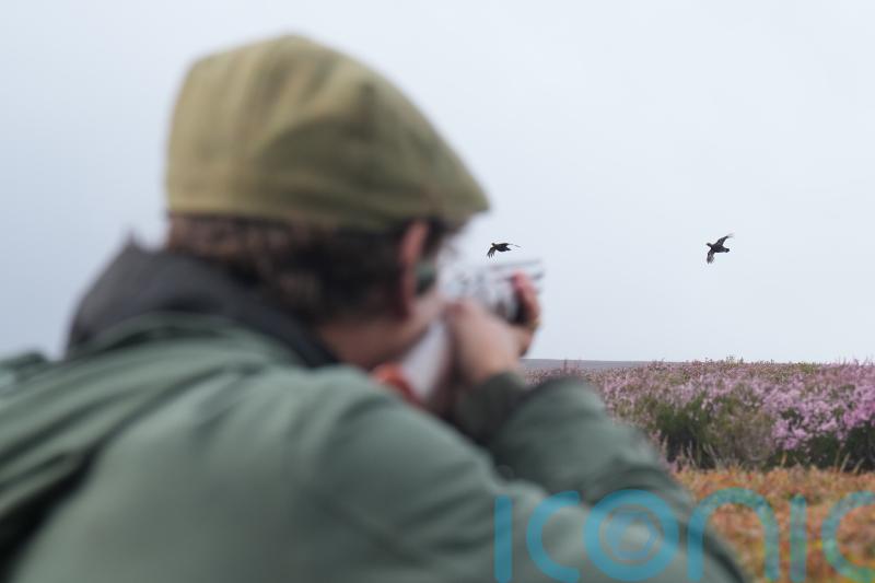 Grouse shooting laws will have ‘seismic’ impact, campaigners claim