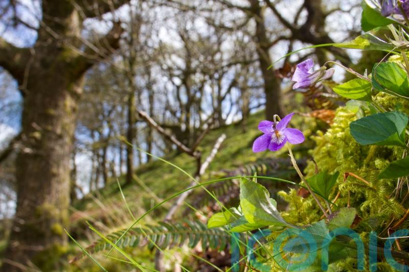 Earlier signs of spring are becoming the new norm, Woodland Trust says
