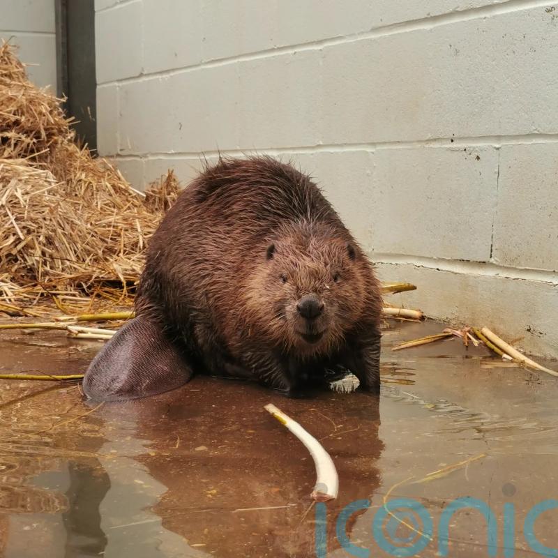 Washed-up beaver makes recovery at RSPCA wildlife centre