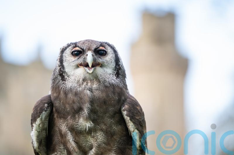 He’s a hoot: Owl retiring after three decades at Warwick Castle