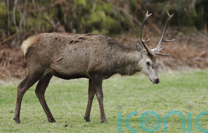 Gamekeepers signal ‘fundamental opposition’ to deer management proposals