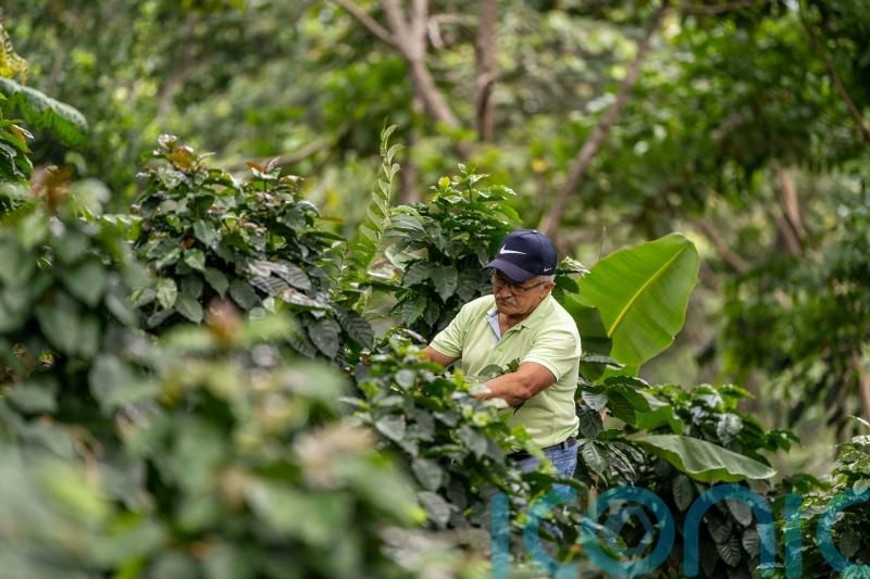 Climate change ‘putting future of Colombian coffee production in danger’