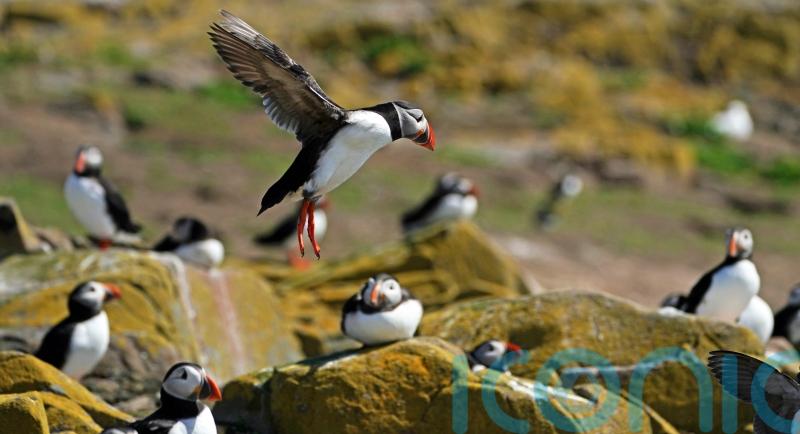 Seabird colony to reopen to public after two-year closure due to avian flu