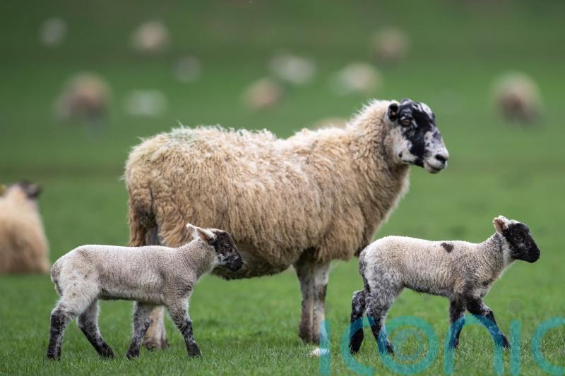 Dog owners warned of consequences as attacks on livestock increase